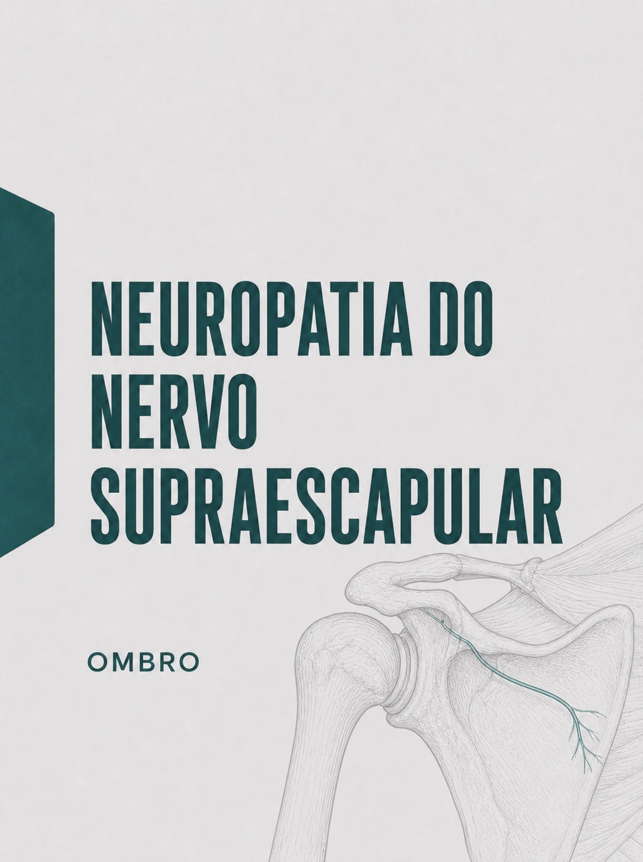 Ilustração médica do trajeto do nervo supraescapular na chanfradura e goteira espinoglenoideia