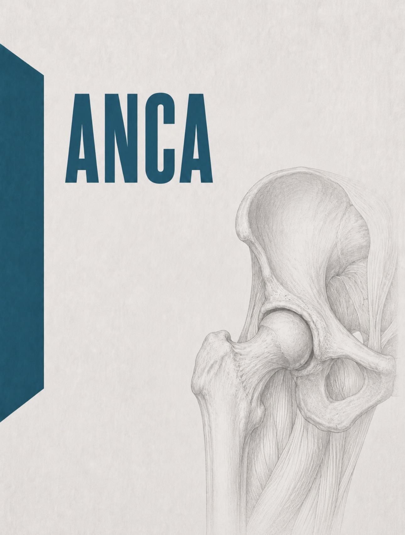 Ilustração anatómica da região da anca e bacia