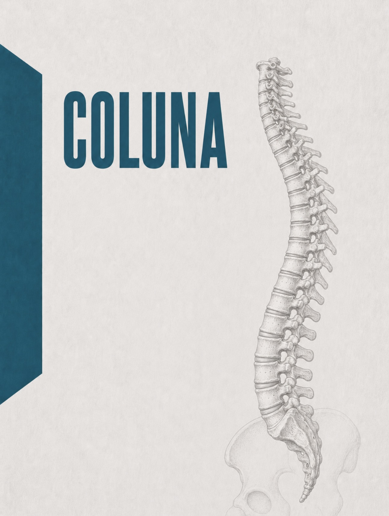 Ilustração anatómica da coluna vertebral (cervical, dorsal e lombar)
