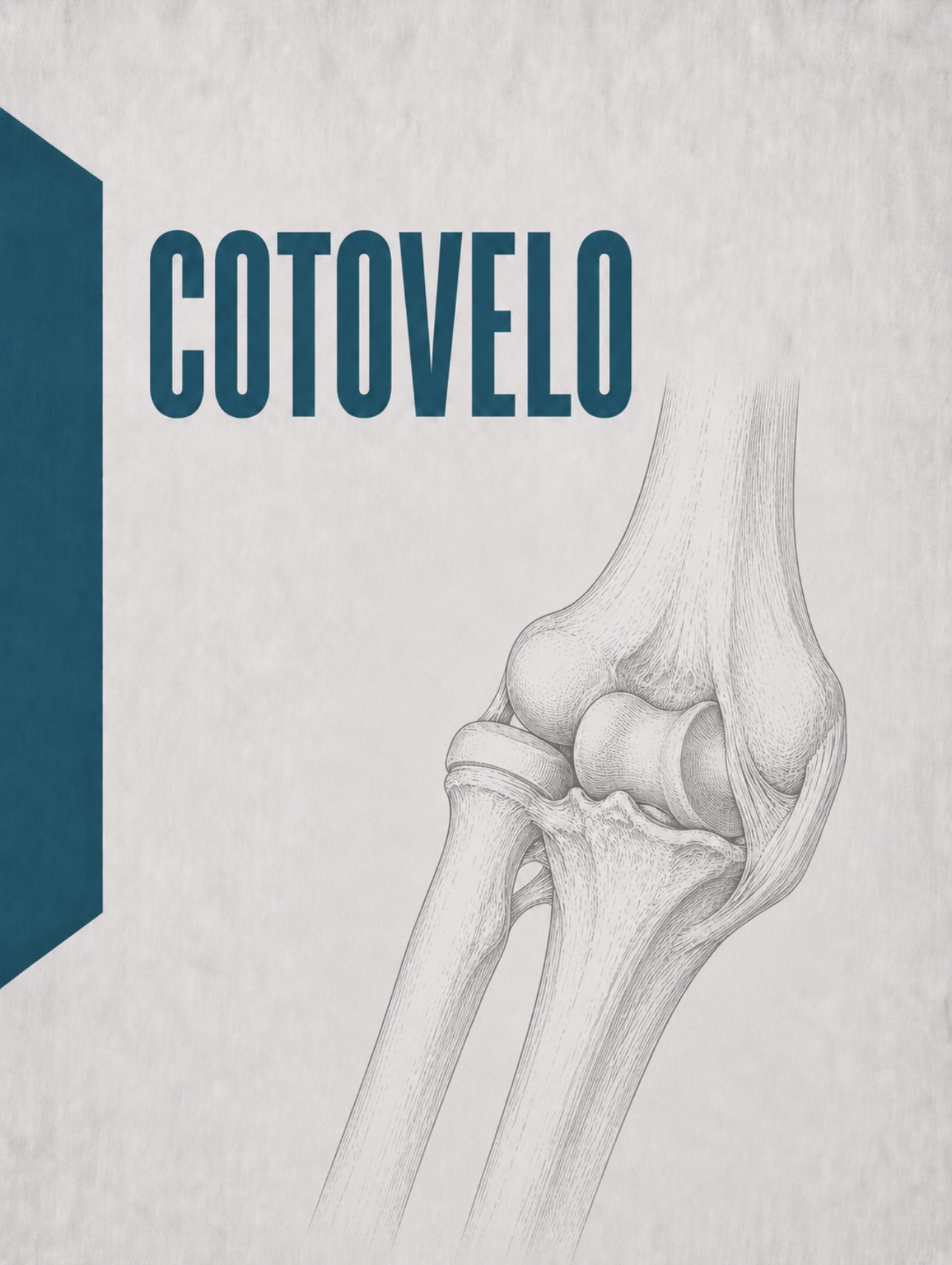 Ilustração anatómica da região do cotovelo