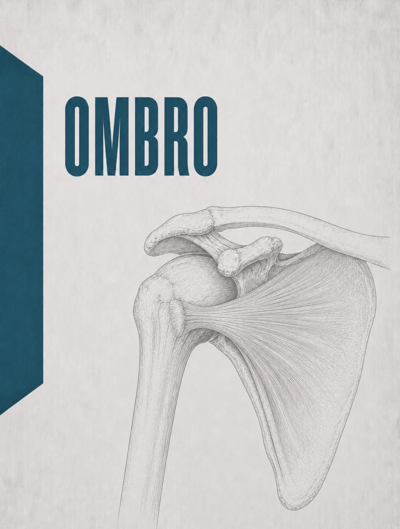 Ilustração anatómica da região do ombro e cintura escapular