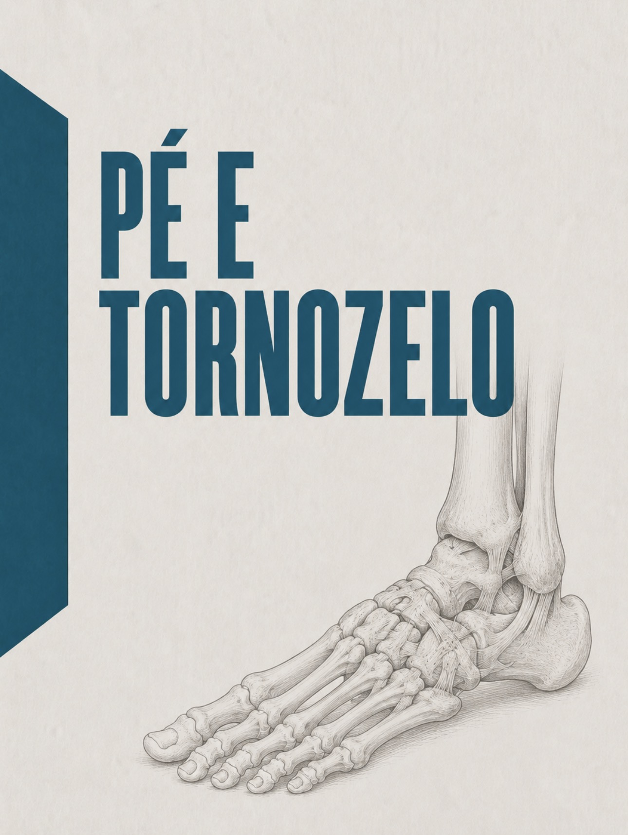 Ilustração anatómica da região do tornozelo e do pé